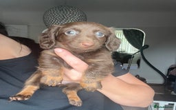 Dachshund dogs for sale: KC miniature dachshund  - Image 5