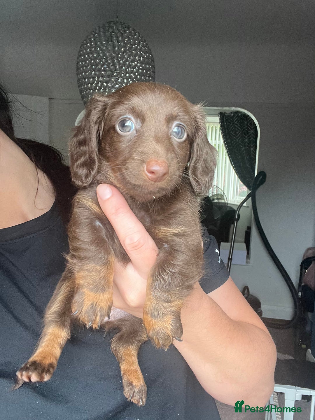 Dachshund dogs for sale: KC miniature dachshund  - Image 5