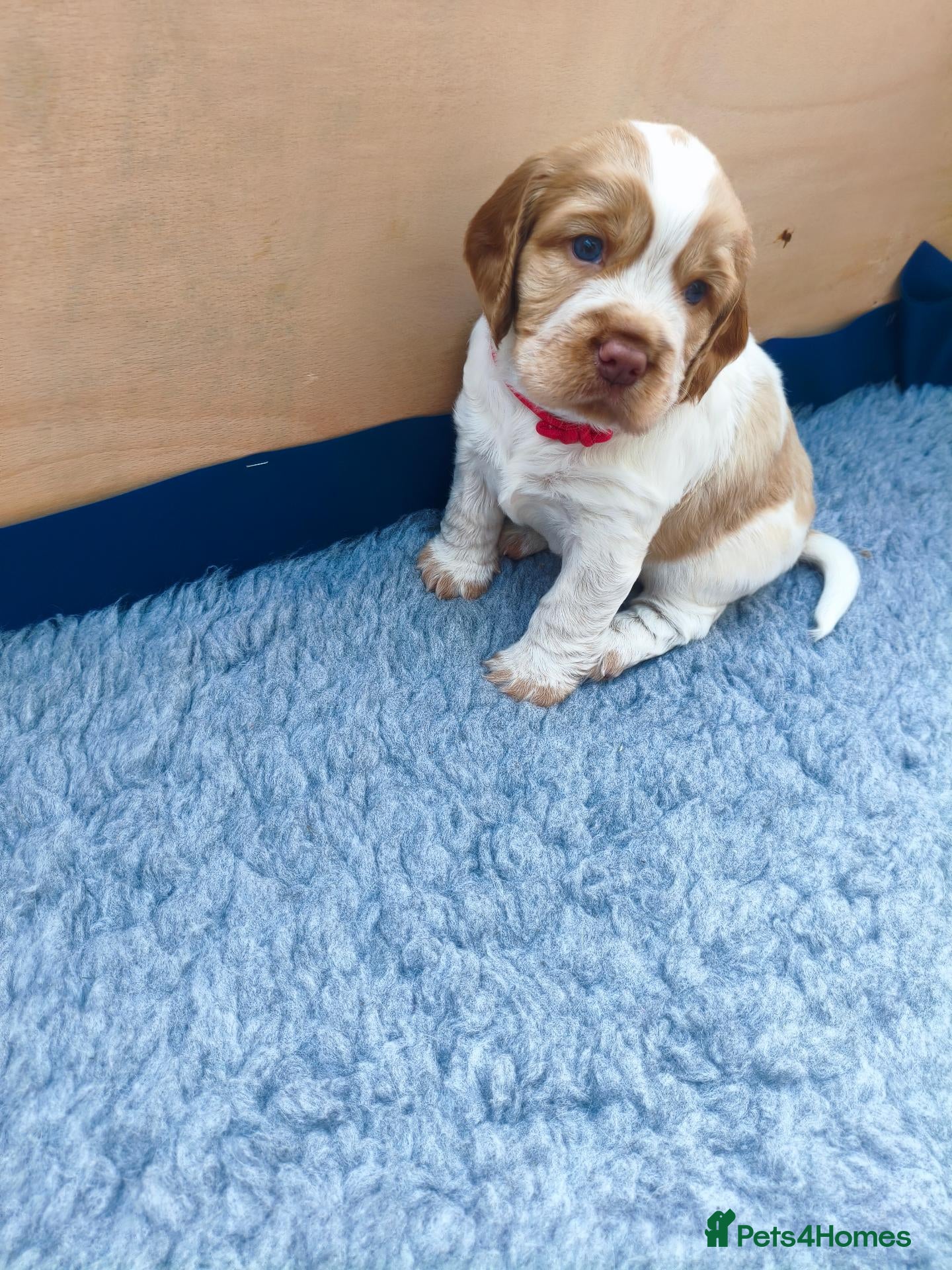 Sprocker dogs for sale: Beautiful Working Spaniel Puppies - Advert 2