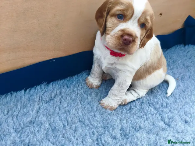 Sprocker dogs for sale: Beautiful Working Spaniel Puppies - Advert 2
