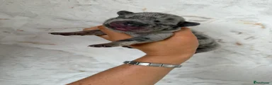 Mixed Breed 1
