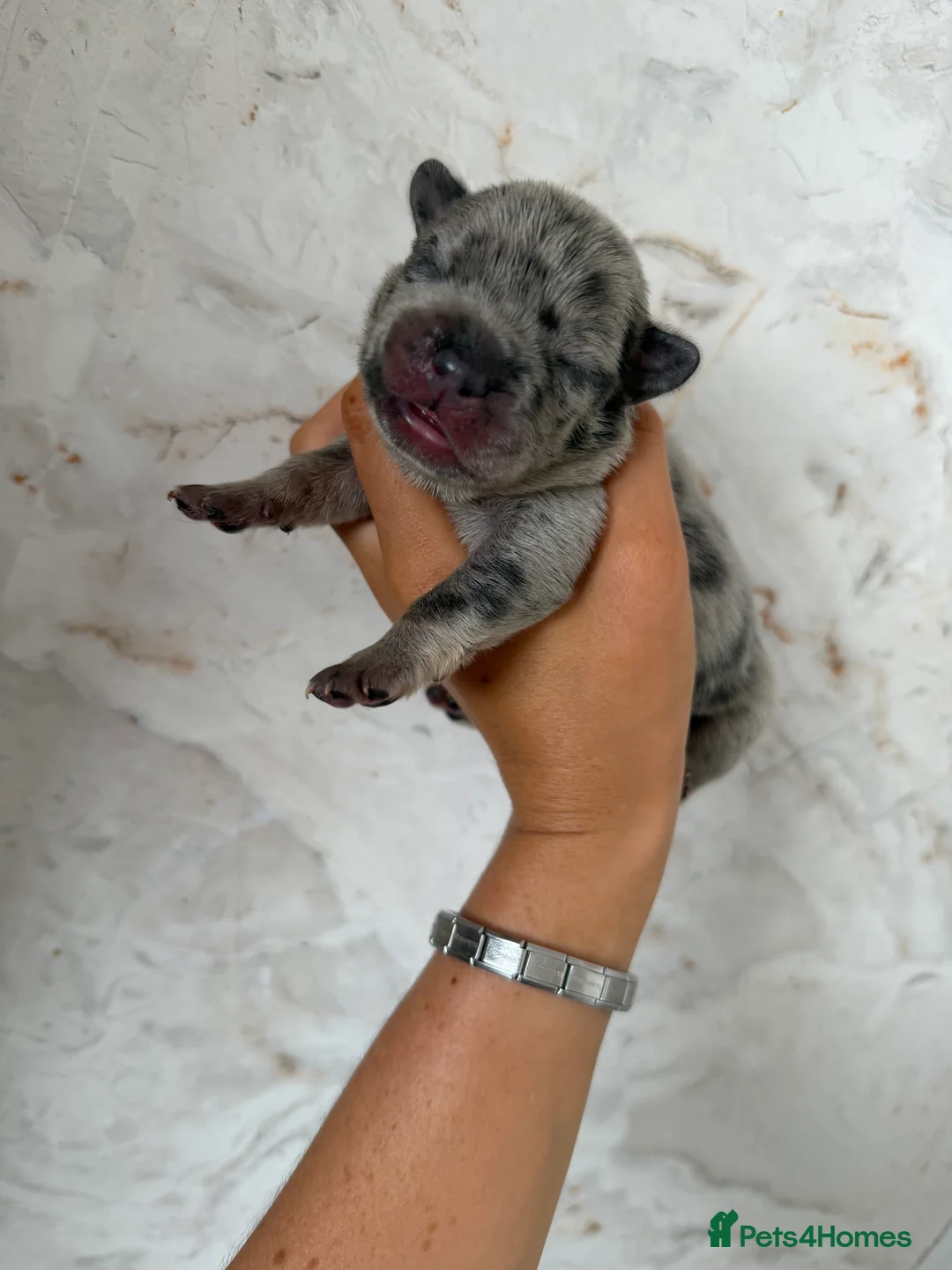 Mixed Breed dogs for sale: French bulldog puppies  - Advert 13