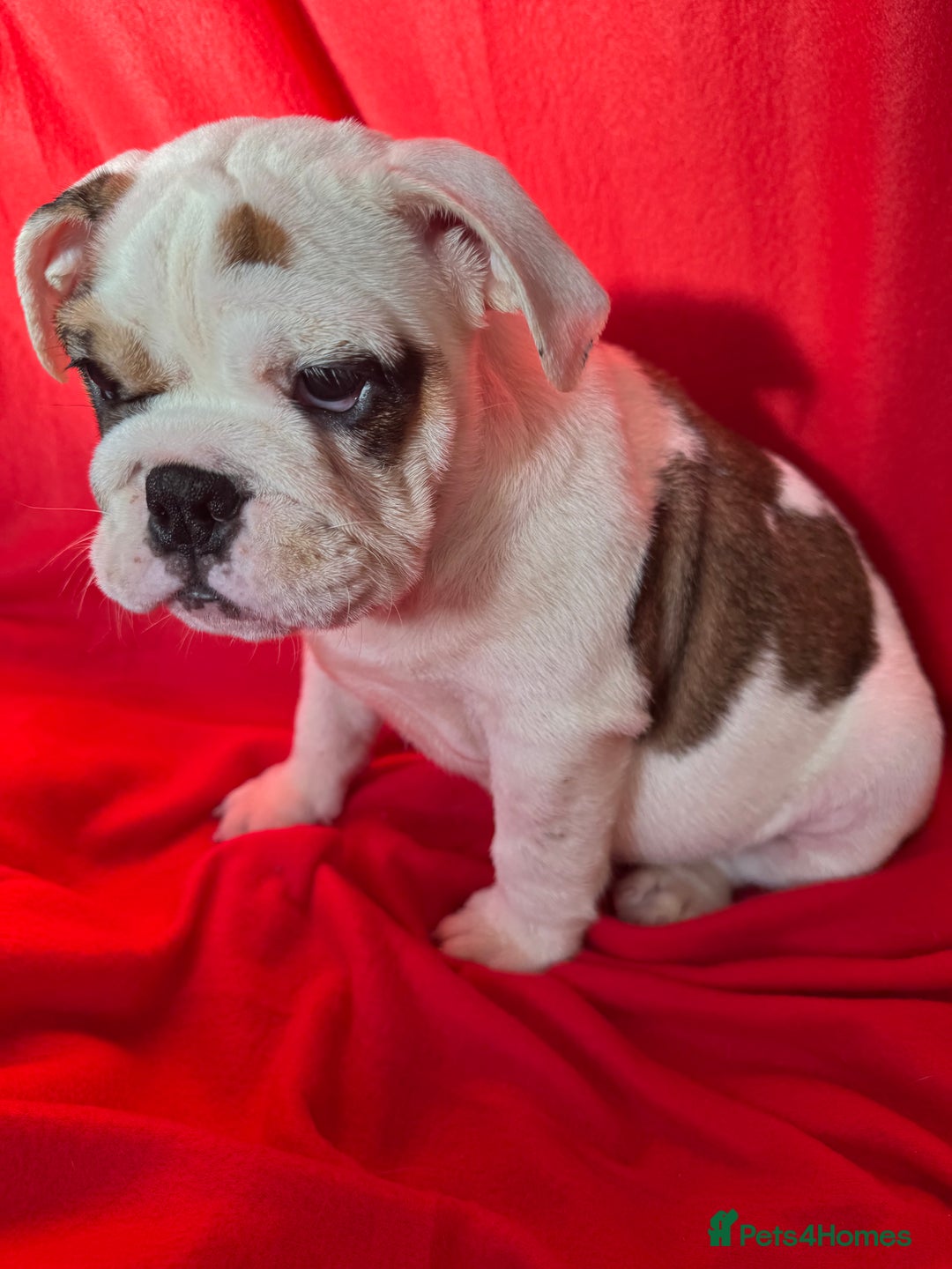 English Bulldog dogs for sale: KC Registered English Bulldog Puppies READY NOW!! - Image 3