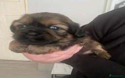 Shih Tzu dogs for sale: Stunning shih tzu puppies - Image 12