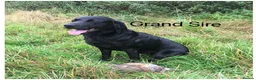 Labrador Retriever dogs for sale: READY NOW Beautiful KC reg girls - health tested - Advert 14