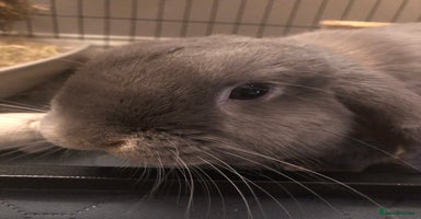 Mini Lop rabbits - Advert 12