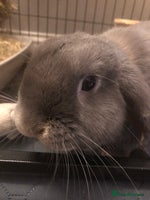 Mini Lop rabbits - Advert 3