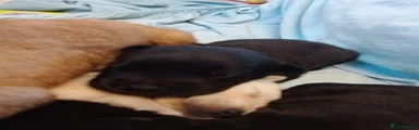 Mixed Breed 2