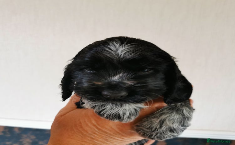 Cocker Spaniel dogs - Advert 4