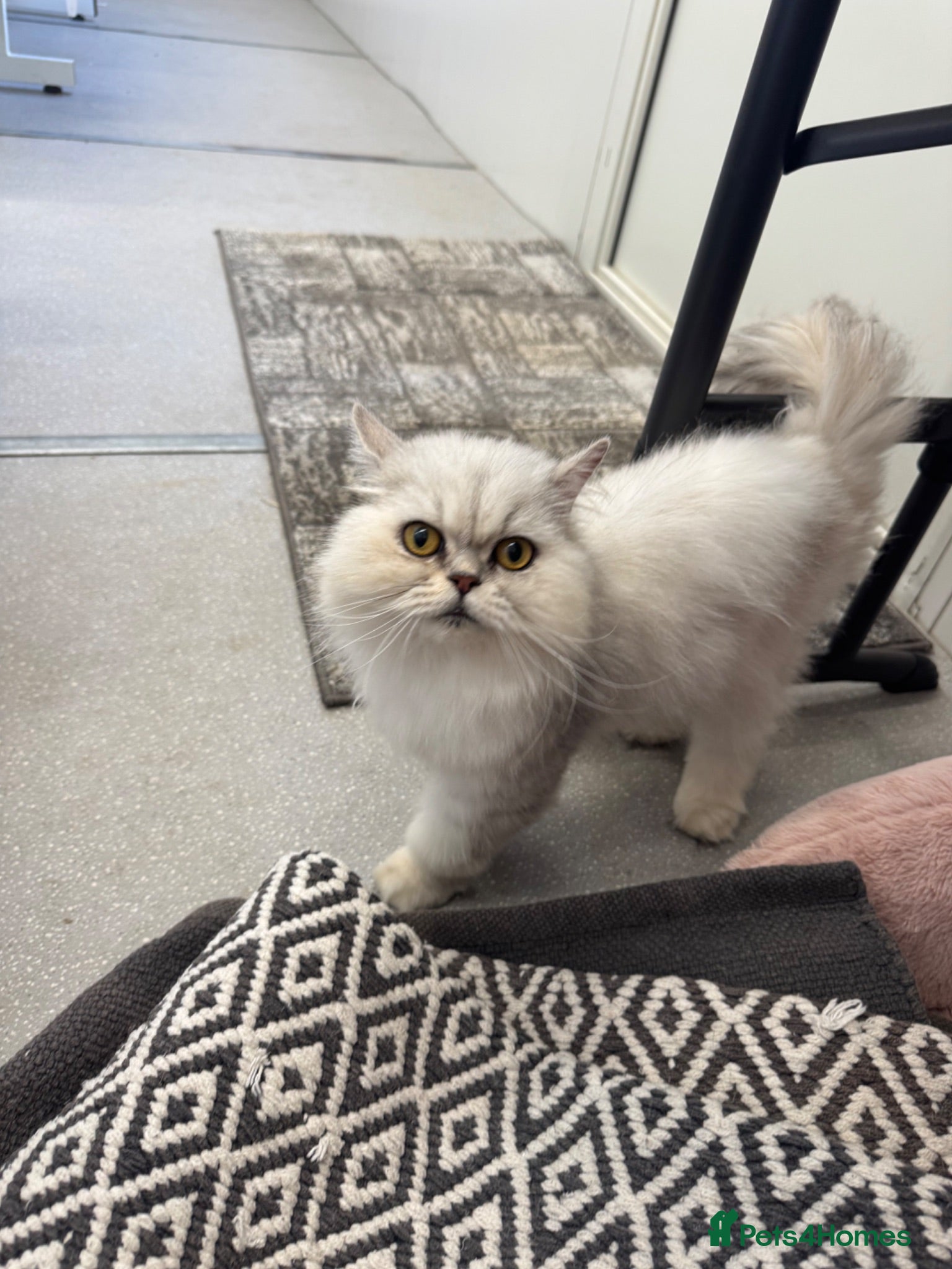 Persian cats Chinchilla Persian kittens doll face  - Advert 3