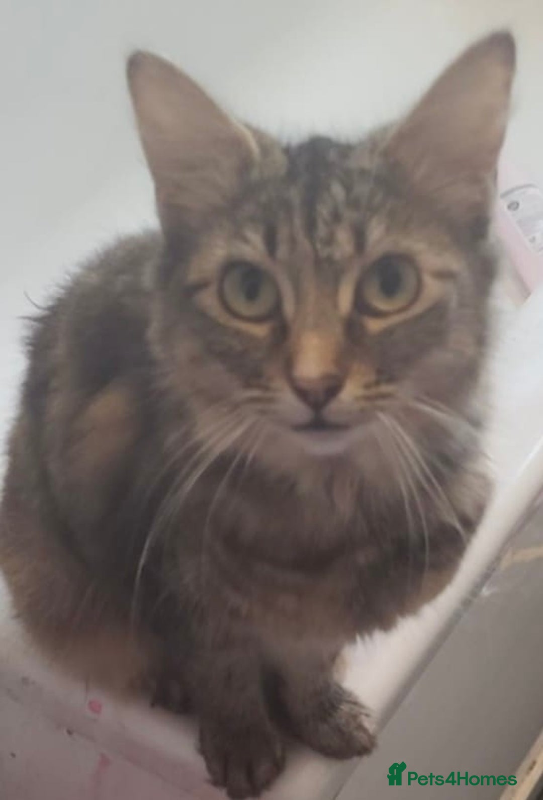 Mixed Breed cats for sale: 7 kittens for sale , all 6 months old  - Image 4