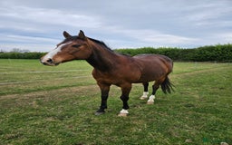 Other Breed horses for sale: 15.1 Welsh x thoroughbred  - Image 12
