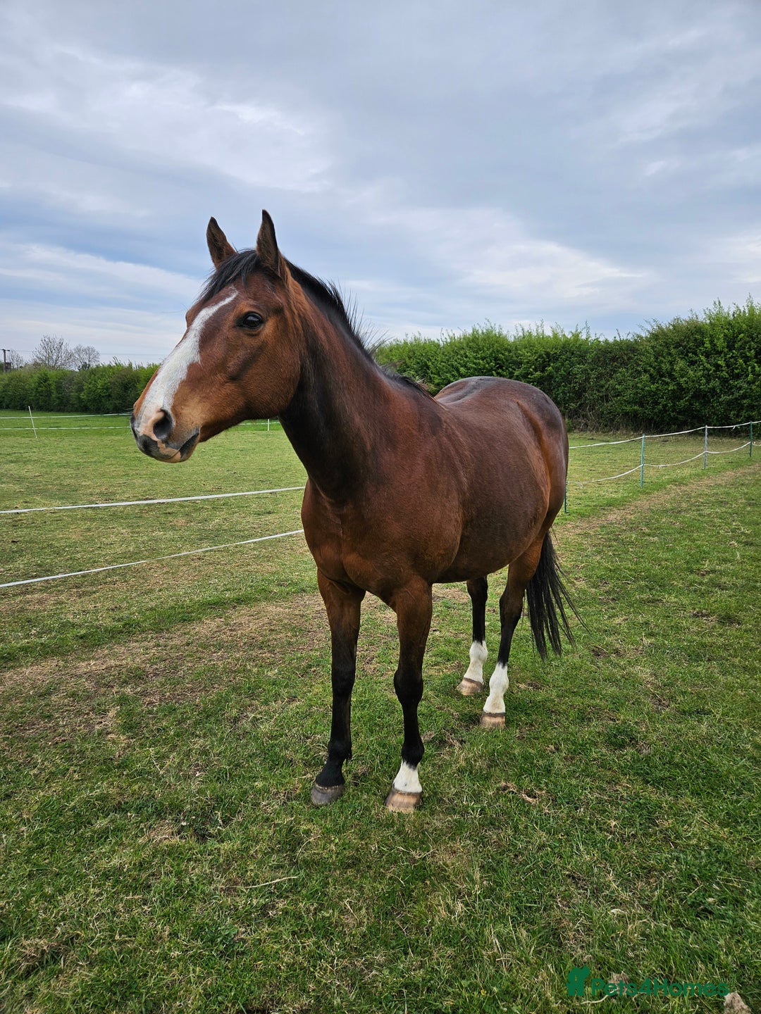 Other Breed horses for sale: 15.1 Welsh x thoroughbred  - Image 12