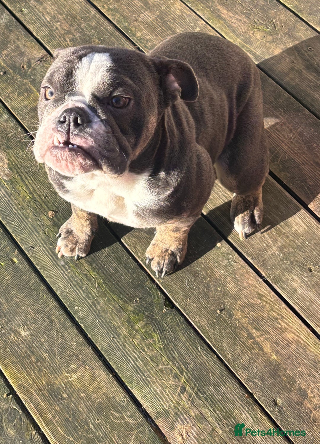 Mixed Breed dogs for sale: Olde English Dorset bulldog female  - Advert 6