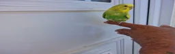 Budgerigars birds for sale: Super silly hand tamed baby budgies  - Advert 9