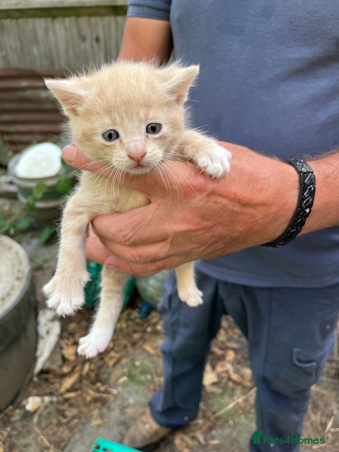 Mixed Breed cats for sale: Mixed breed Kitten’s  - Image 5