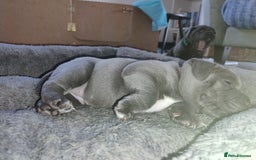 Staffordshire Bull Terrier dogs for sale: Blue Staffie Pups - Image 4