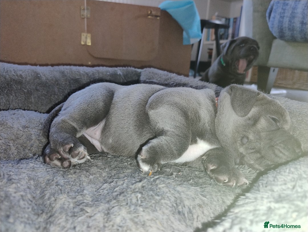 Staffordshire Bull Terrier dogs for sale: Blue Staffie Pups - Image 4