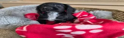 Cocker Spaniel dogs for sale: Amazing Working type Cocker Spaniels - Advert 30