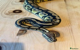 Python Snake reptiles for sale: Royal Python (Fire Yellow Belly) – Female - Image 6