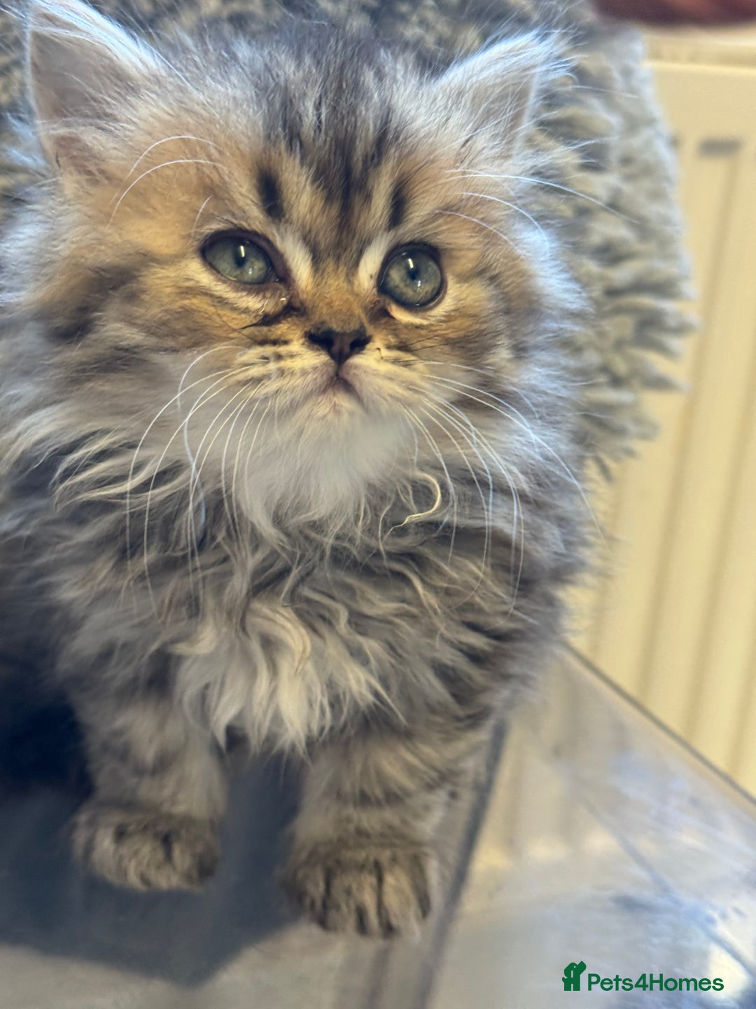 Persian cats for sale: Golden Persian Teddy Super Fluffy & Affectionate - Advert 4