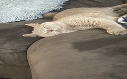 British Shorthair cats for sale: Gccf active male.  - Image 3