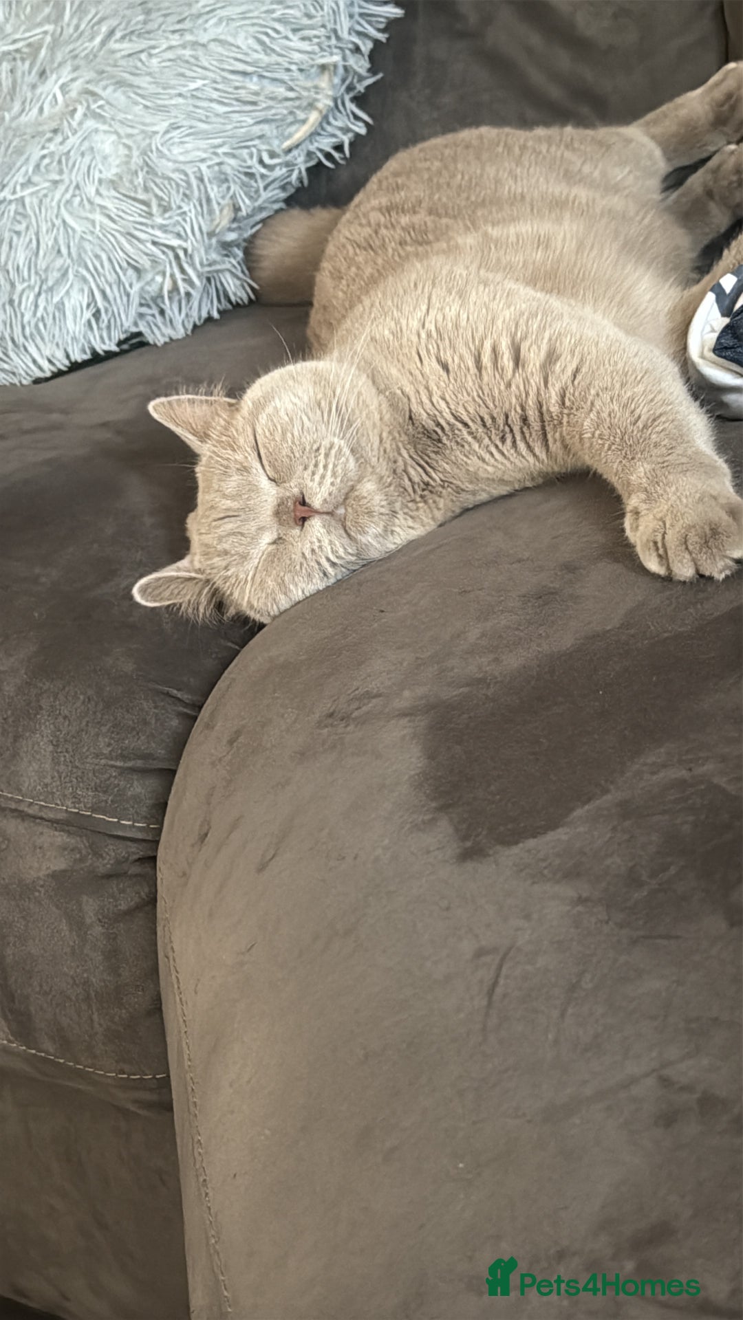 British Shorthair cats for sale: Gccf active male.  - Image 3