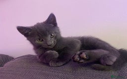 Domestic Shorthair cats for sale: Make kitten ready to leave - Image 3