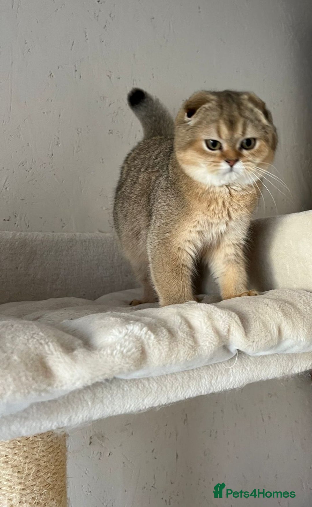 Scottish Fold cats for sale: Scottish fold and straight kittens  - Advert 15