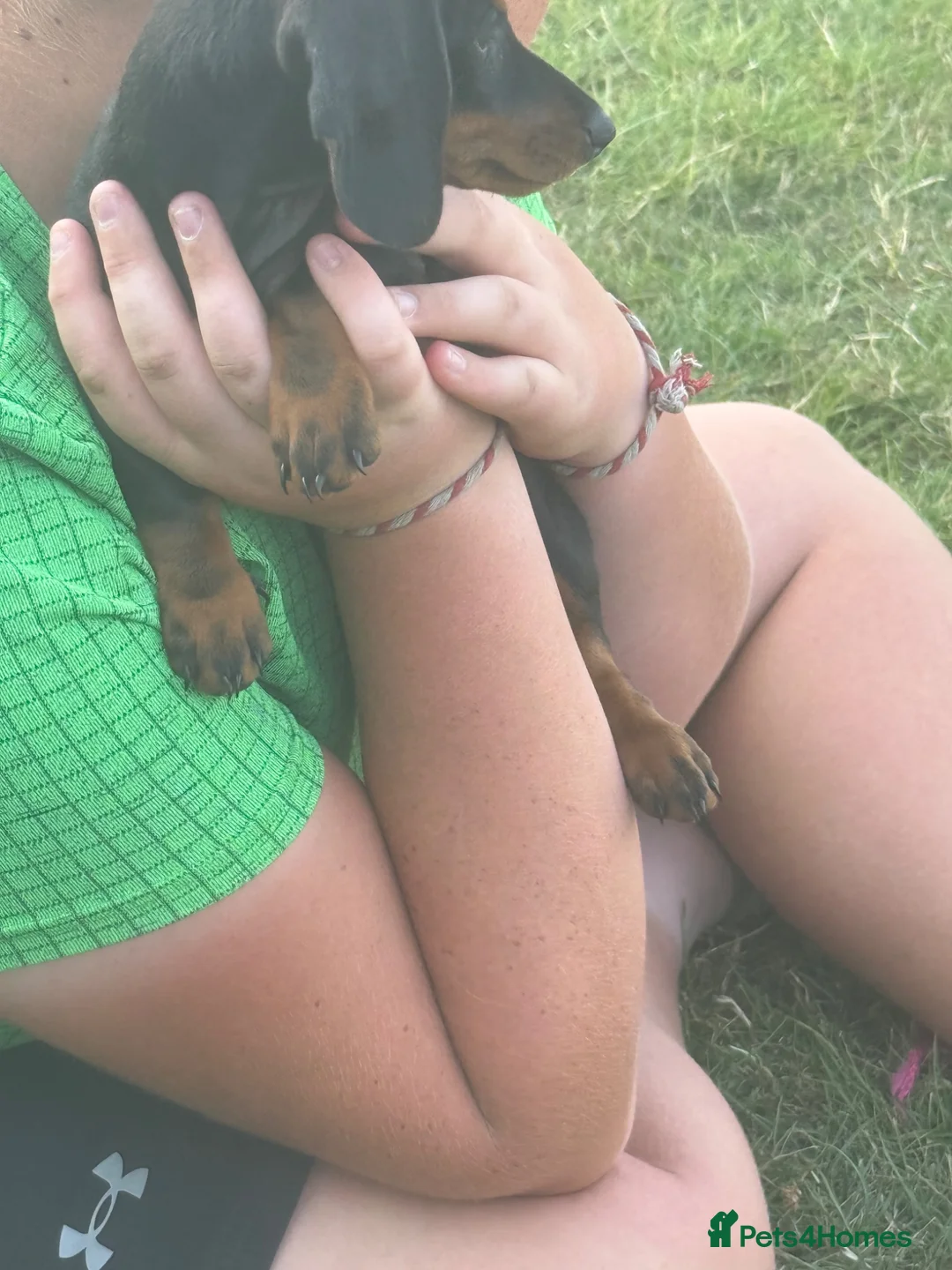 Miniature Dachshund dogs for sale: Miniature dachshund male in Halifax - Advert 7