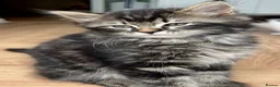 Mixed Breed cats for sale: Kittens - mixed British longhair cross - Advert 2