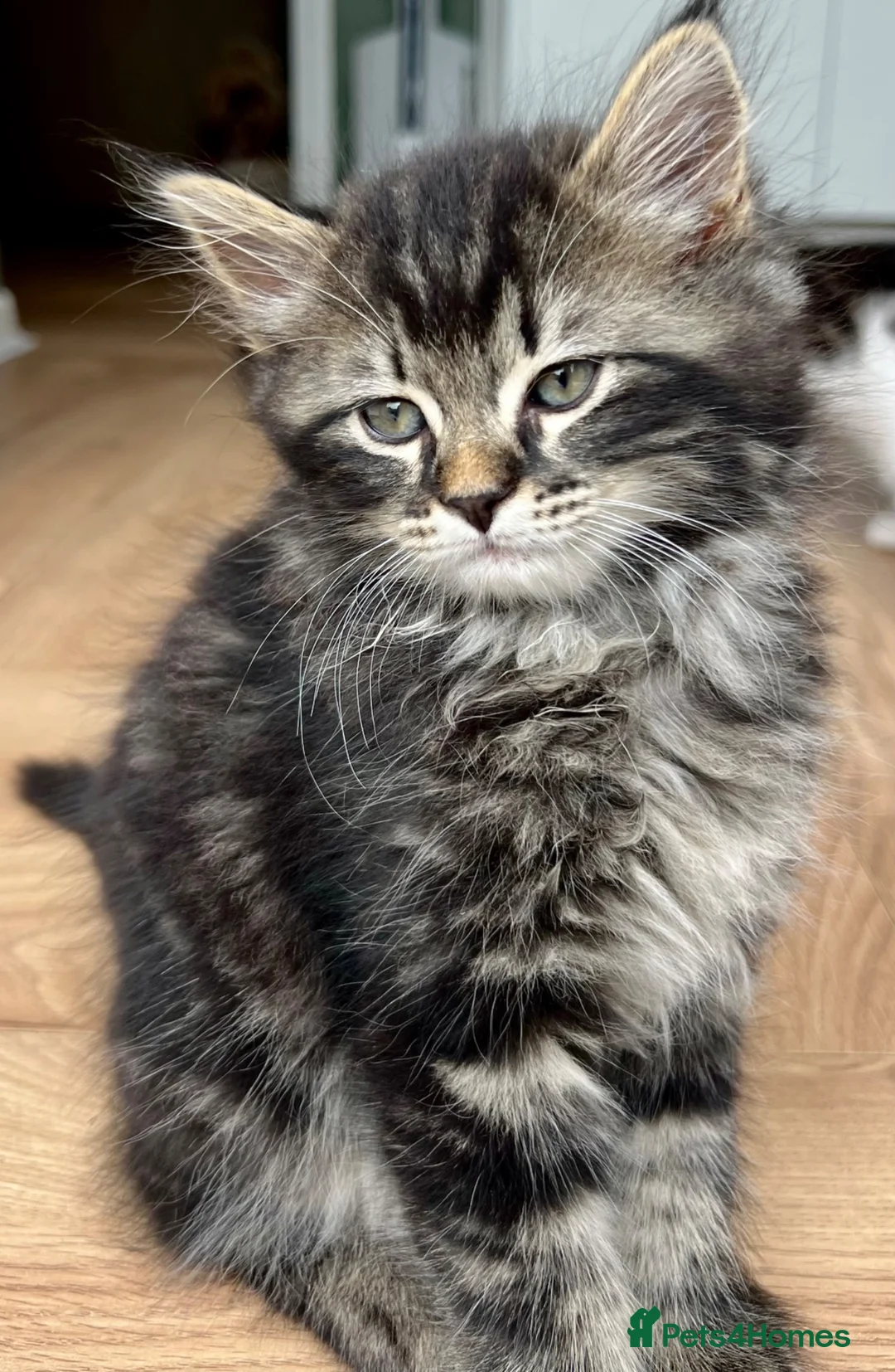 Mixed Breed cats for sale: Kittens - mixed British longhair cross - Advert 2