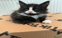 Maine Coon cats for sale: Black and white fluffy felix and coco - Image 25