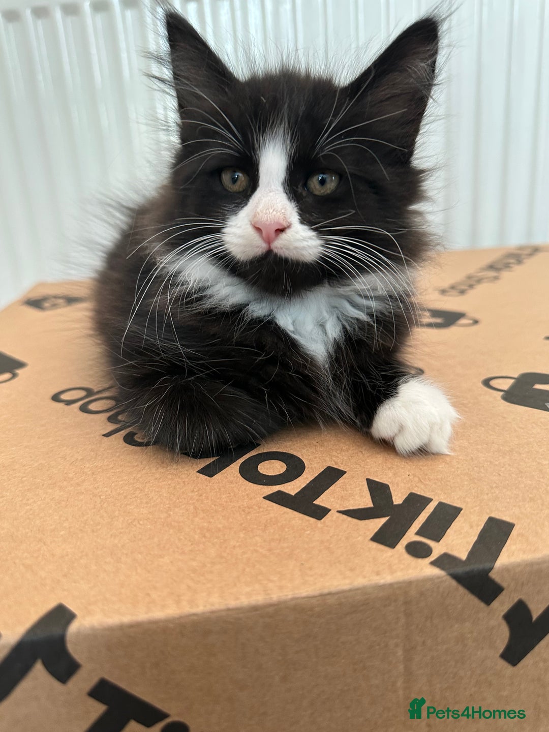 Maine Coon cats for sale: Black and white fluffy felix and coco - Image 25