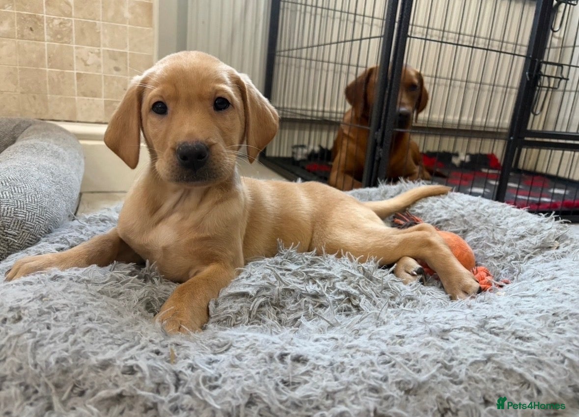 Labrador Retriever dogs KC Fully Health Tested Labrador Puppies  - Advert 1