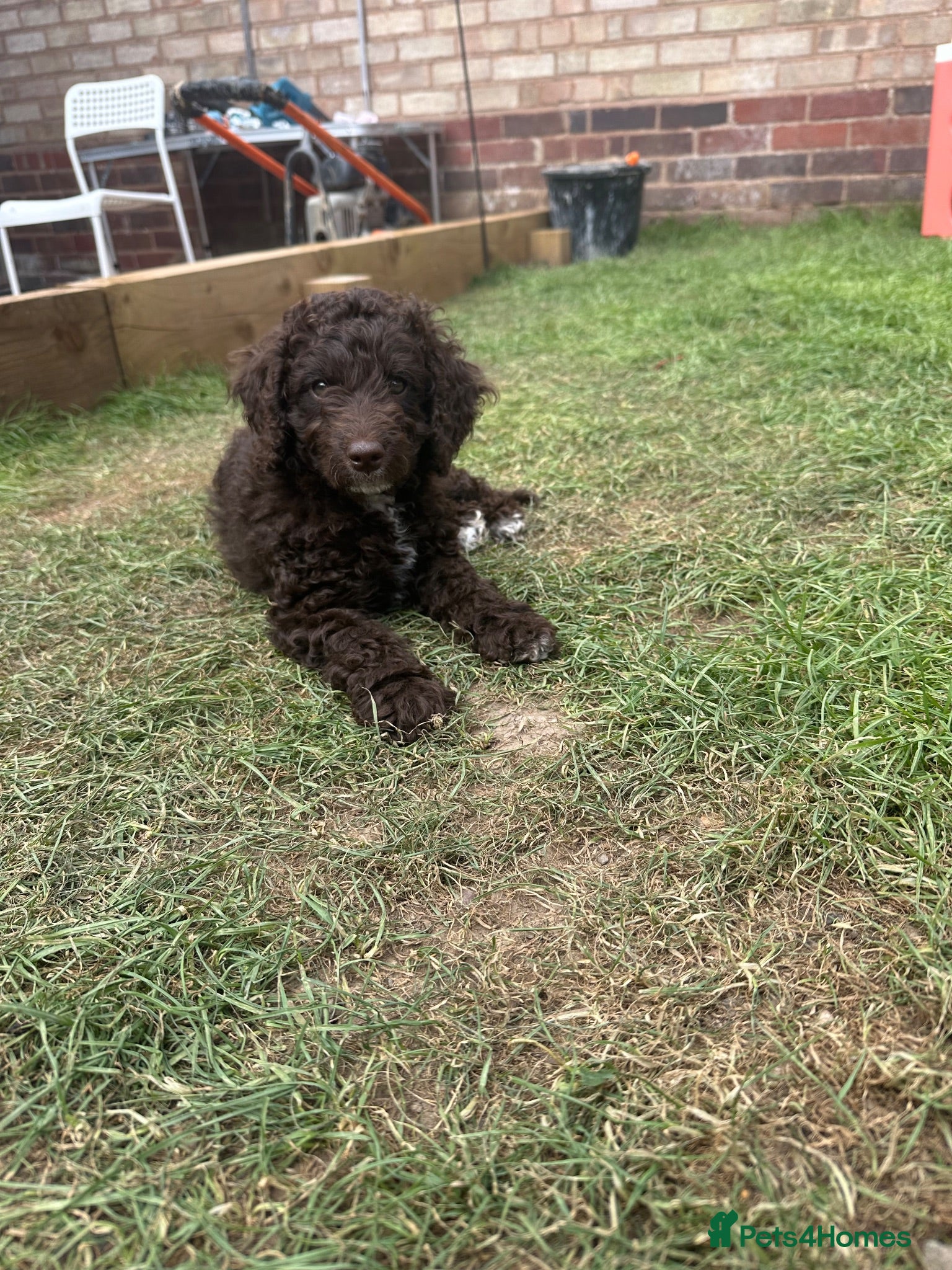 Cockapoo dogs 🤎 2 Chocolate Girls left. Ready to leave.   🤎 - Advert 18