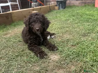 Cockapoo dogs 🤎 2 Chocolate Girls left. Ready to leave. 🤎 - Advert 18