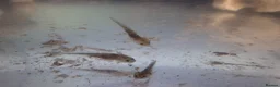 Other/Mixed Breed fish for sale: Baby axolotl  - Advert 4