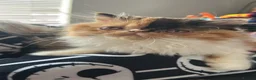 Persian cats for sale:  2 beautiful girls left Persian REDUCED £ - Advert 7