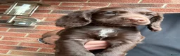 Cocker Spaniel dogs for sale: READY NOW Working (type) Cocker Spaniels KC Reg - Advert 8