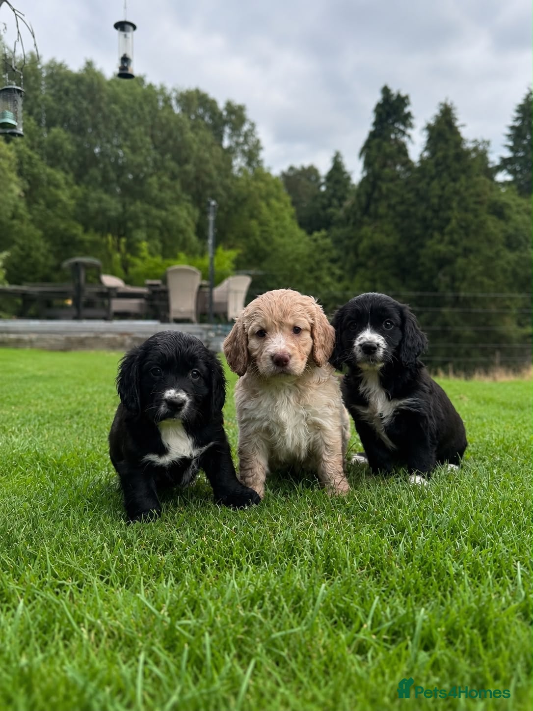 Cocker Spaniel dogs Outstanding KC Cocker Spaniel Pups legally docked. - Advert 1