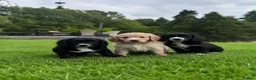 Cocker Spaniel dogs for sale: Outstanding KC Cocker Spaniel Pups legally docked. - Advert 1