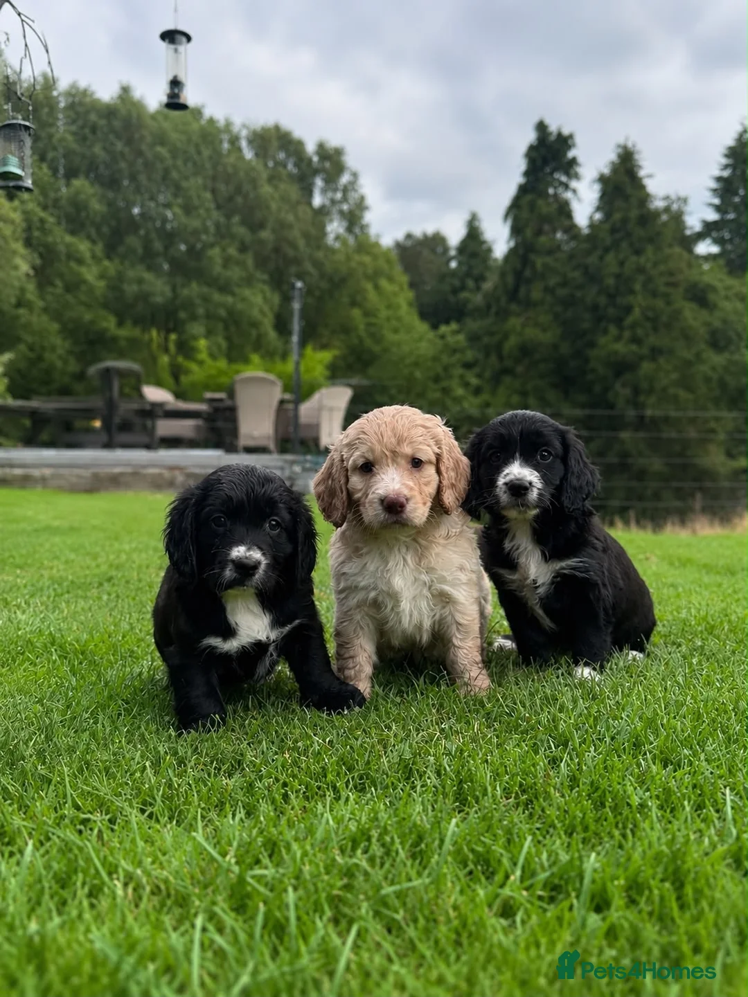 Cocker Spaniel dogs for sale: Outstanding KC Cocker Spaniel Pups legally docked. - Advert 1