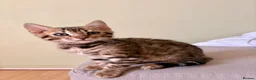 Bengal cats for sale: TICA registered Glitter Bengals  - Advert 8