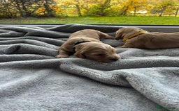 Cocker Spaniel dogs for sale: ✨ Cuddles Await from our Cocker Spaniel Pups  - Image 25