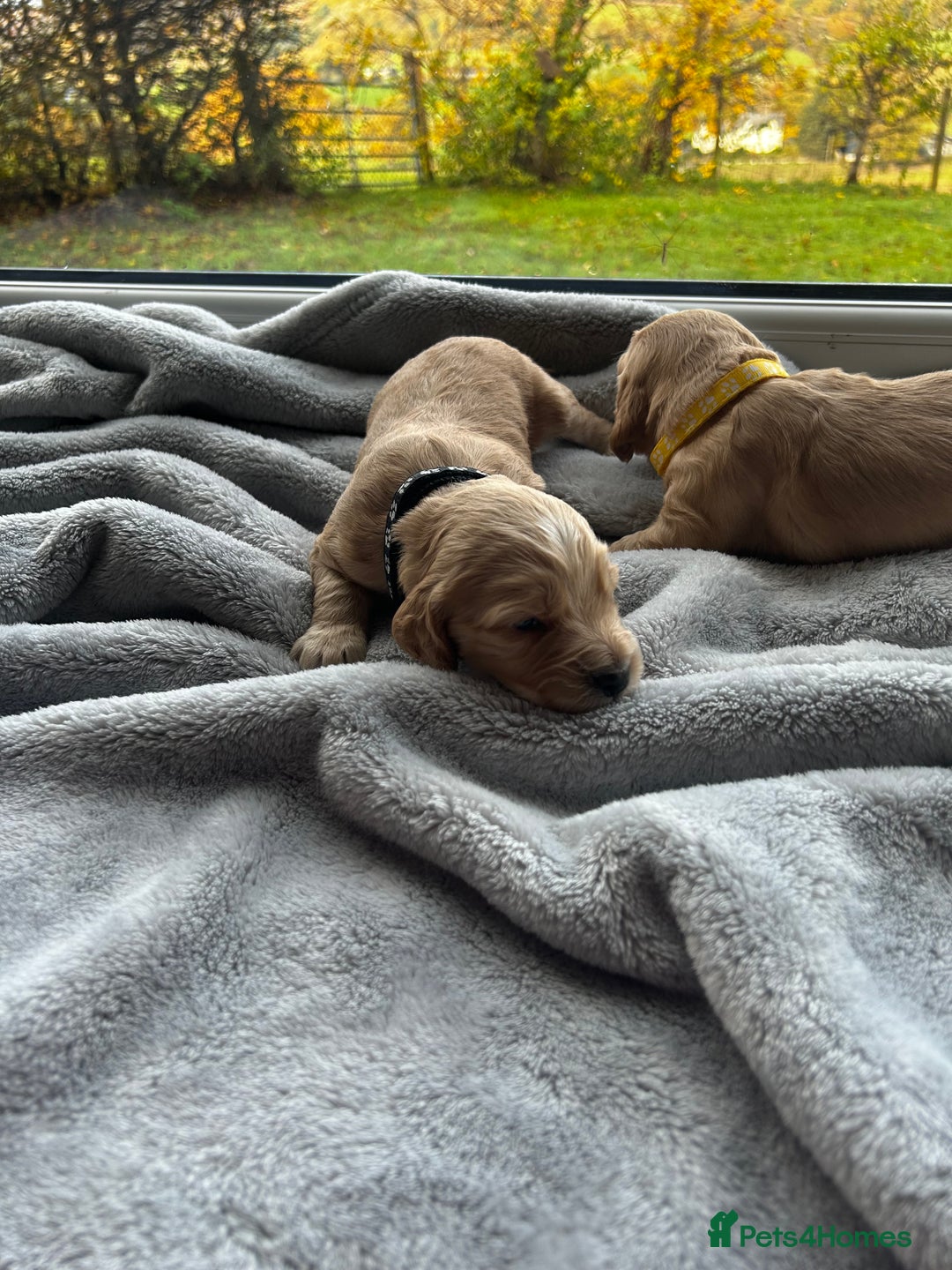 Cocker Spaniel dogs for sale: ✨ Cuddles Await from our Cocker Spaniel Pups  - Image 25