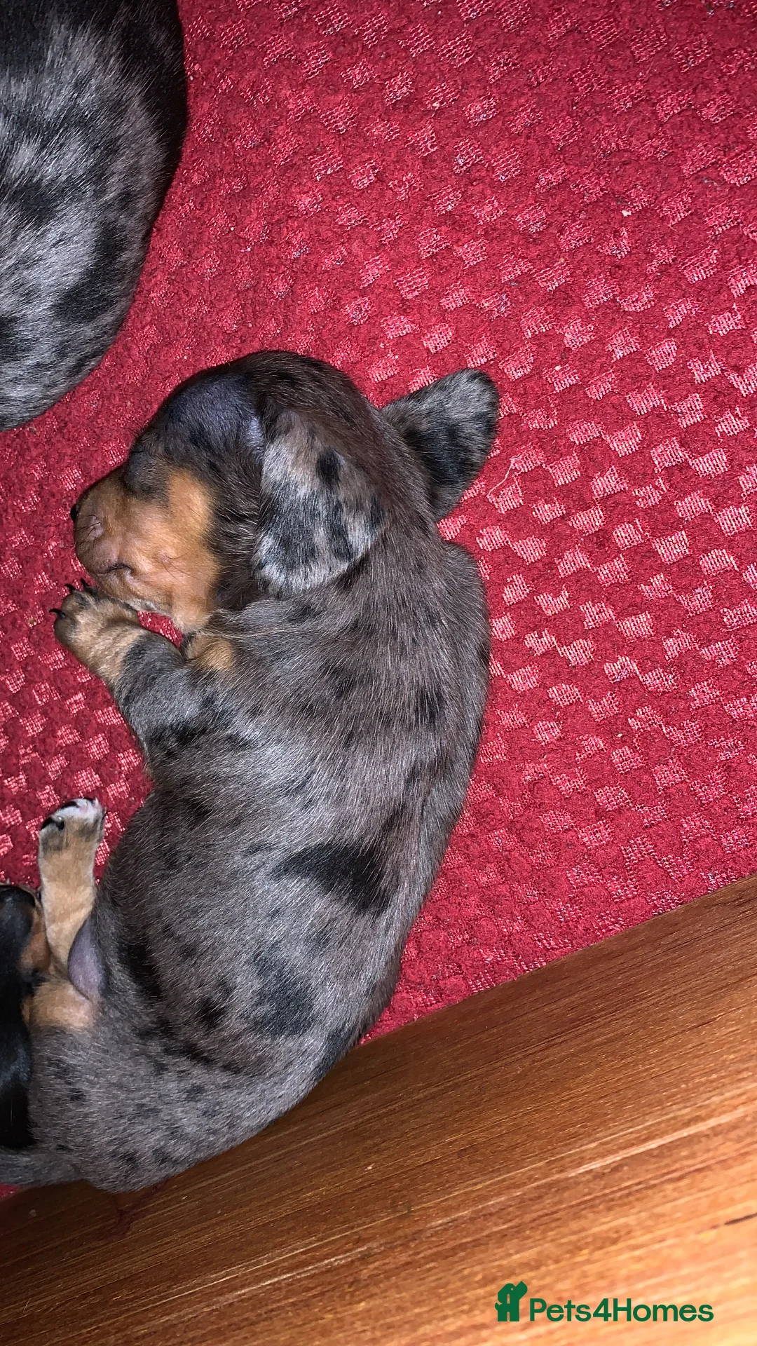 Miniature Dachshund dogs for sale: Minature smooth haired dachshunds  - Advert 3