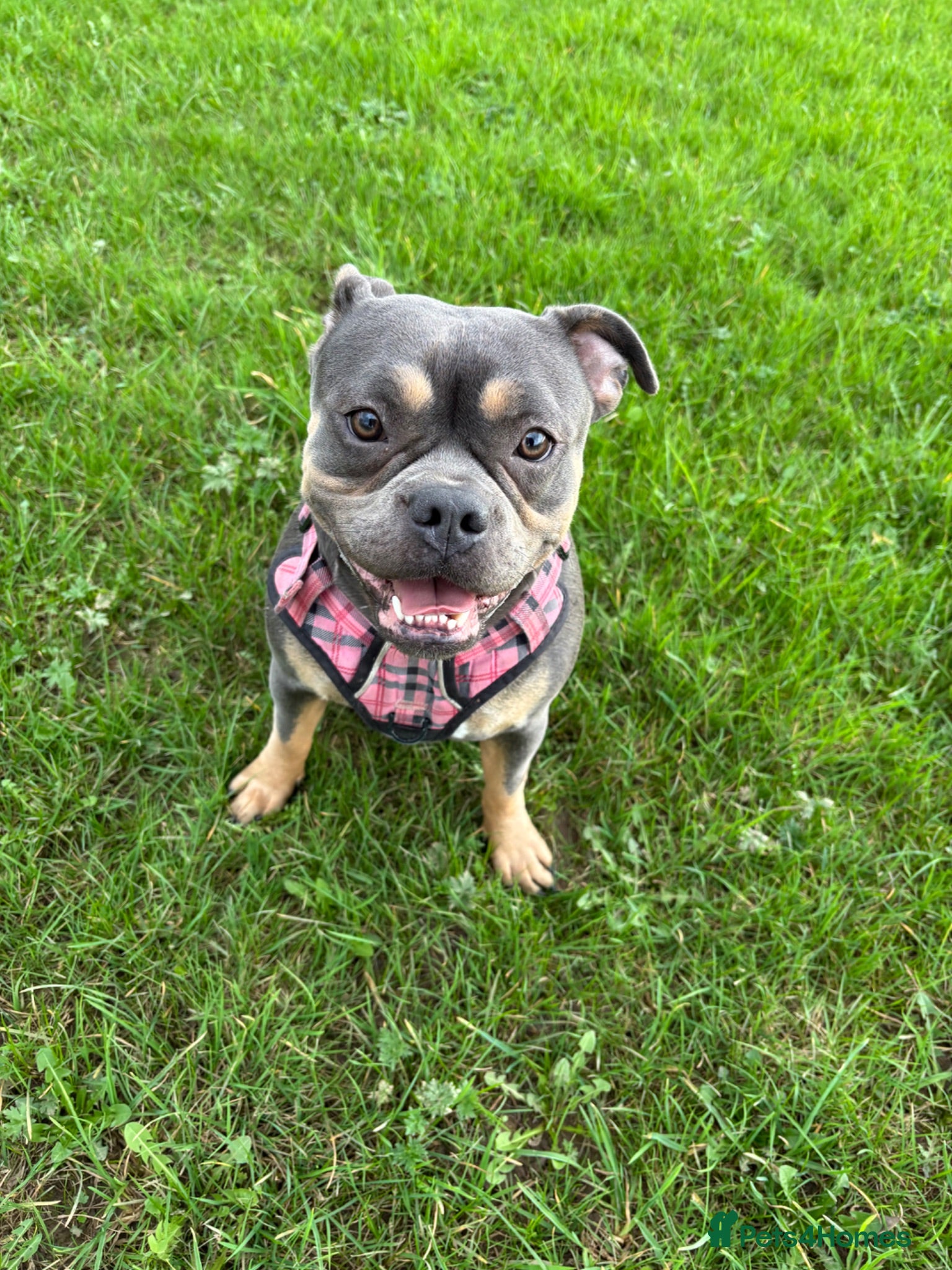 Mixed Breed dogs Frenchie x staffy - Advert 1