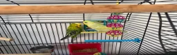 Budgerigars birds for sale:     Budgies & Quail Chicks + Cage - Advert 9