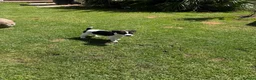 Jack Russell dogs for sale: Beautiful Jack Russell girl  - Advert 4